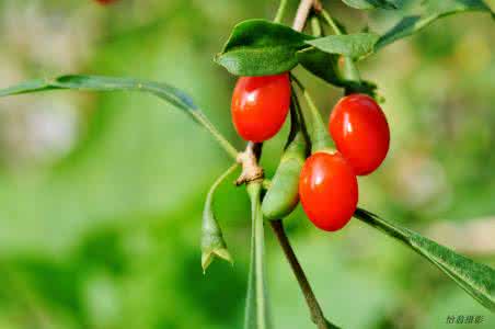 1568800101381066.jpg 15026744726011518.jpg