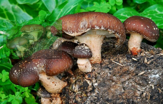 1568801425997212.jpg 201610311528026581.jpg