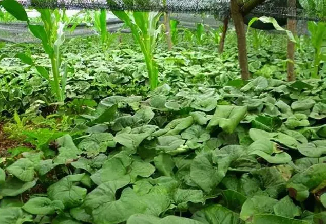 1659578137808639.png 细辛.png