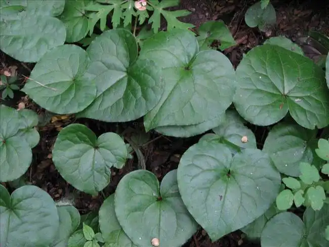 1659579738190843.png 细辛.png