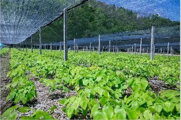 1659580330587724.jpg 青松药业淫羊藿.jpg