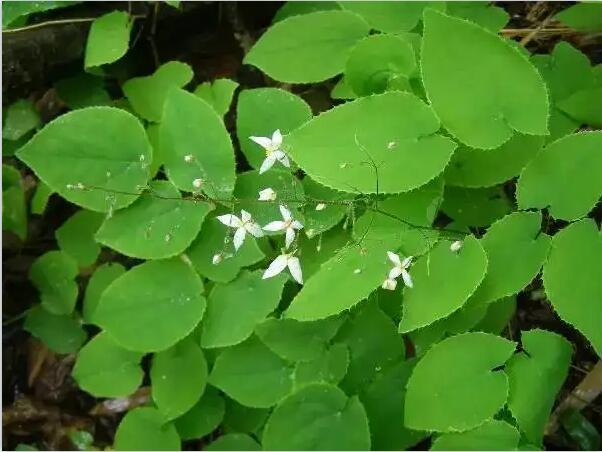 1659581937343127.jpg 淫羊藿1.jpg