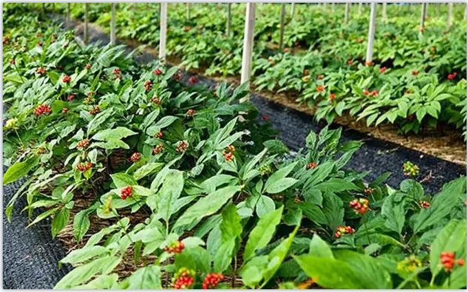 1659584679780103.jpg 青松药业西洋参.jpg