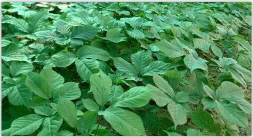 1659584861964777.jpg 西洋参1.jpg