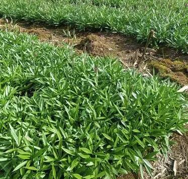 1659585594178489.jpg 青松药业平贝母.jpg