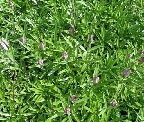 1659585723899234.jpg 平贝母1.jpg